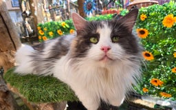 Maine Coon cats for sale: Blue Tortie Smoke with white female - Image 2