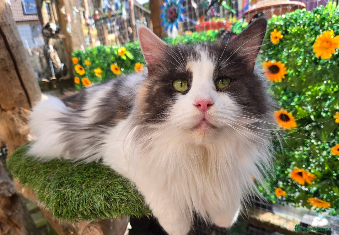 Maine Coon cats for sale: Blue Tortie Smoke with white female - Image 2