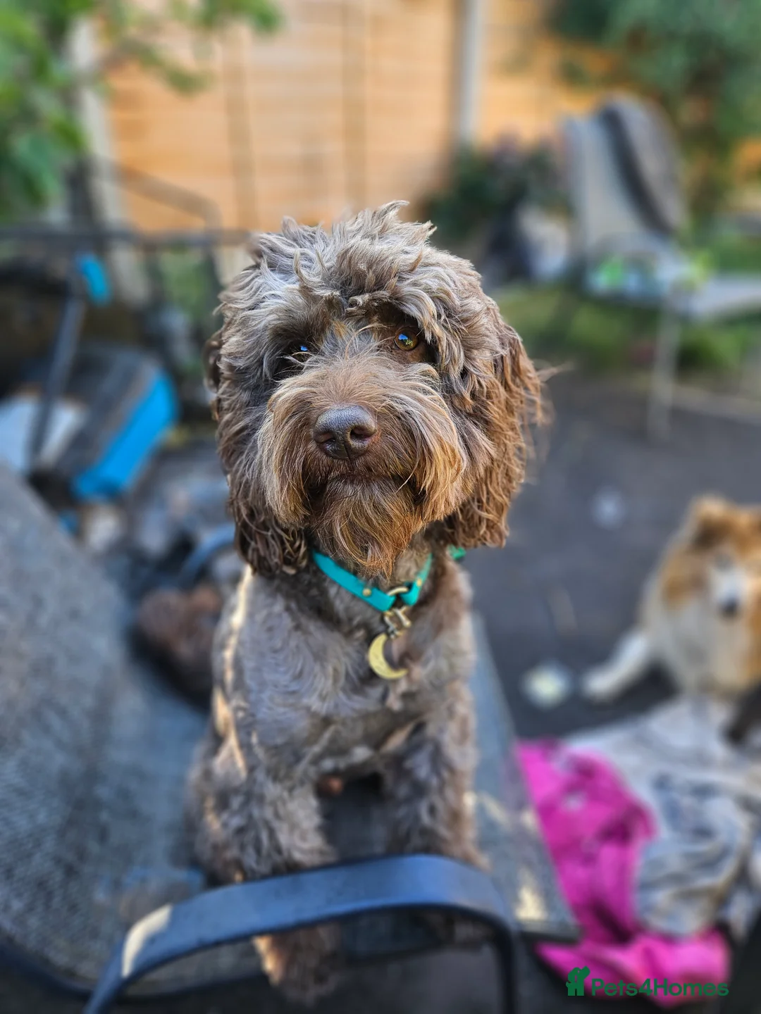 Standard Poodle dogs for stud: *PROVEN* DNA Health Tested Chocolate Cockapoo STUD in Manchester - Advert 2