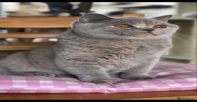 British Shorthair cats Beautiful BSH lilac Tortie girl for sale - Advert 4