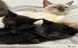 Ragdoll cats for sale: URGENT Ragdoll kittens x4 ready this week - Image 14