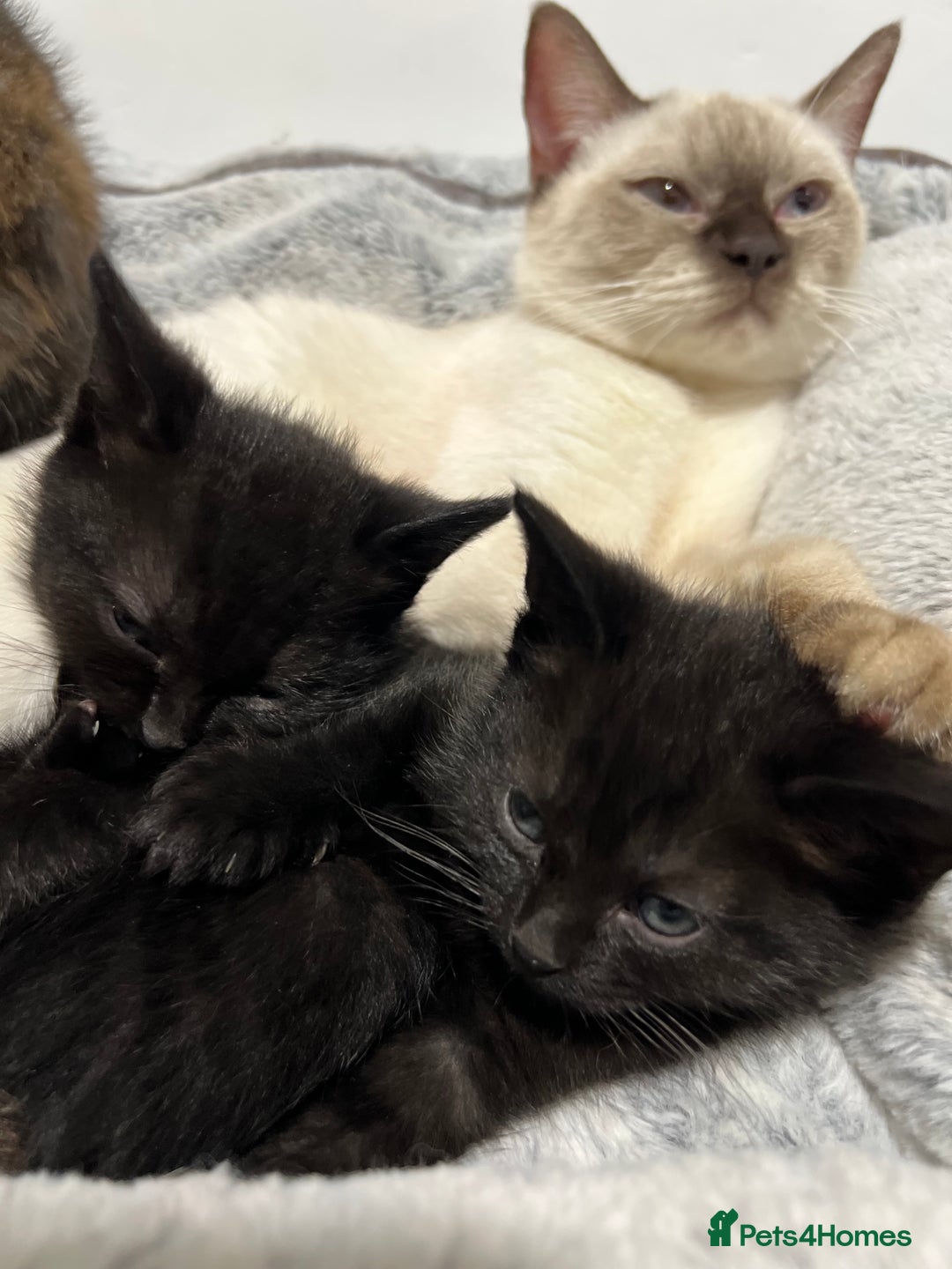 Ragdoll cats for sale: URGENT Ragdoll kittens x4 ready this week - Image 14