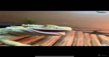 Bearded Dragon reptiles - Advert 16