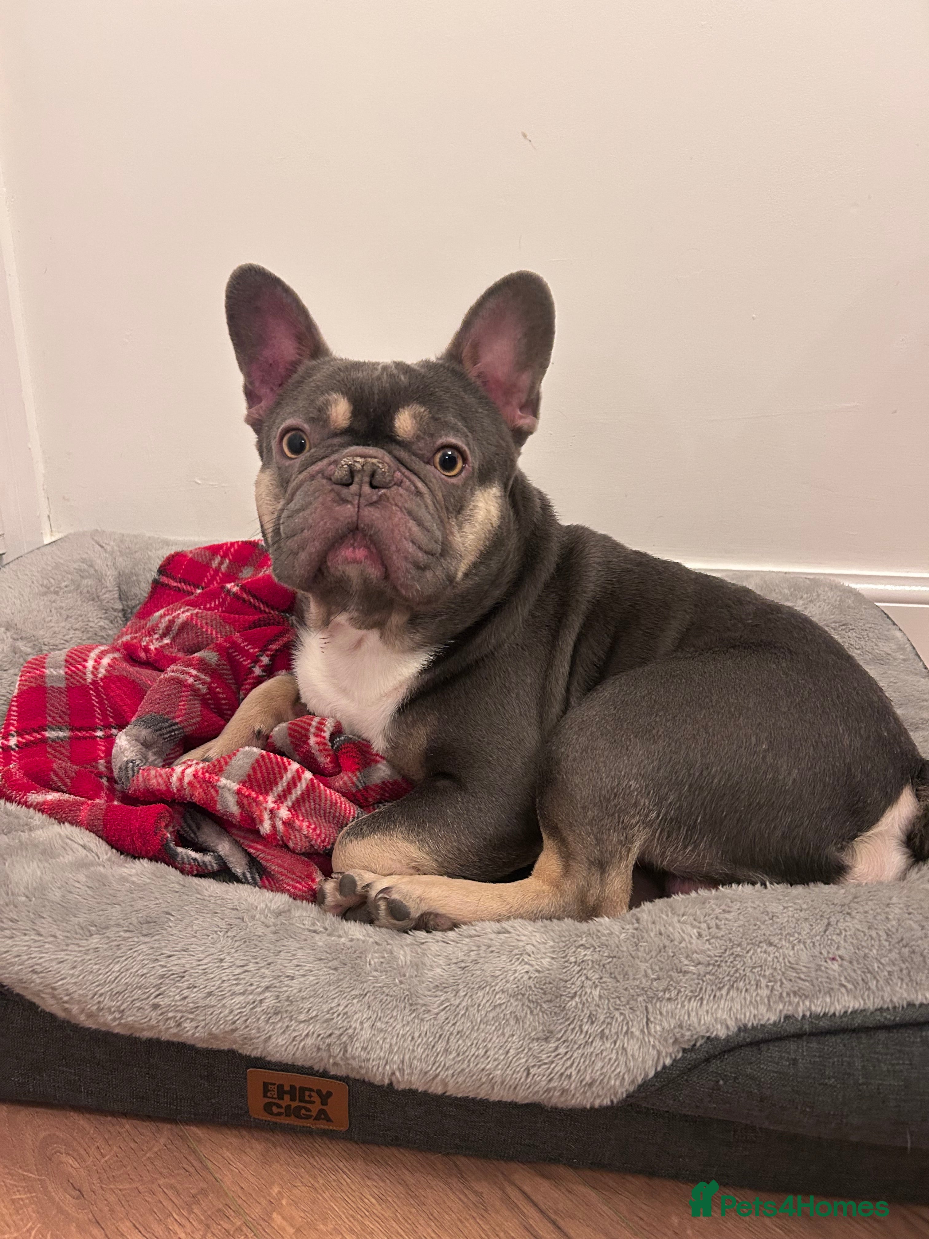 French Bulldog dogs Male French Bulldog - Bruno - Advert 3