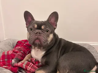 French Bulldog dogs Male French Bulldog - Bruno - Advert 12