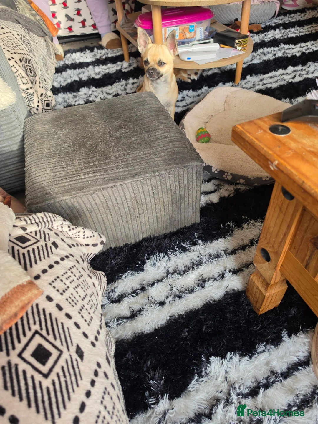 Chihuahua dogs for sale: Chihuahua gril 8moths old - Advert 10