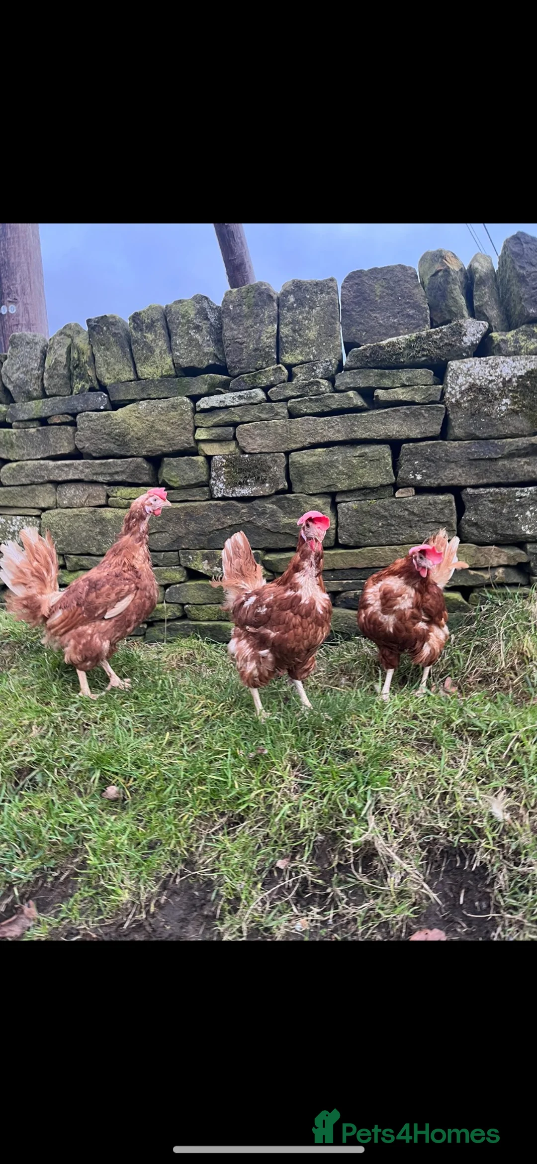Hens poultry for sale: Ex free range hens 14 moths old (read description) - Advert 2