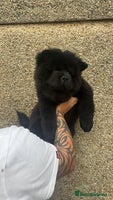 Chow Chow dogs - Advert 7