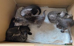 Domestic Shorthair cats for sale: Tabby and black kittens  - Image 2