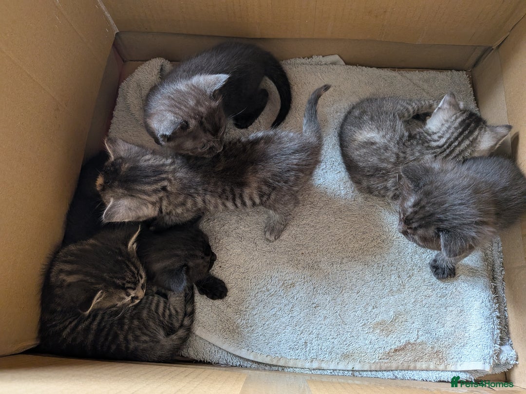 Domestic Shorthair cats for sale: Tabby and black kittens  - Image 2