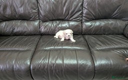 Maltese dogs for sale: Beautiful Small Size Maltese ONLY TWO PUPPIES LEFT - Image 29