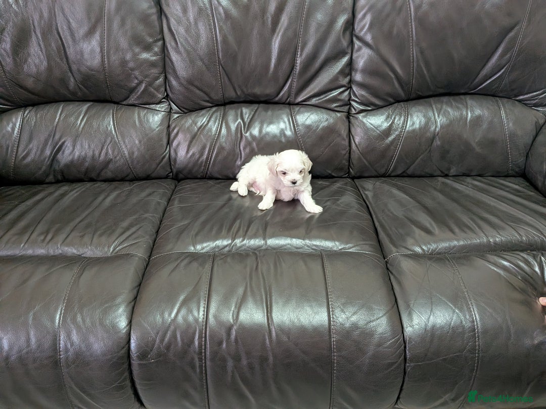 Maltese dogs for sale: Beautiful Small Size Maltese ONLY TWO PUPPIES LEFT - Image 29