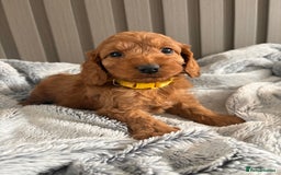 Cockapoo dogs for sale: Health Tested Fox Red Cockapoo  - Image 4