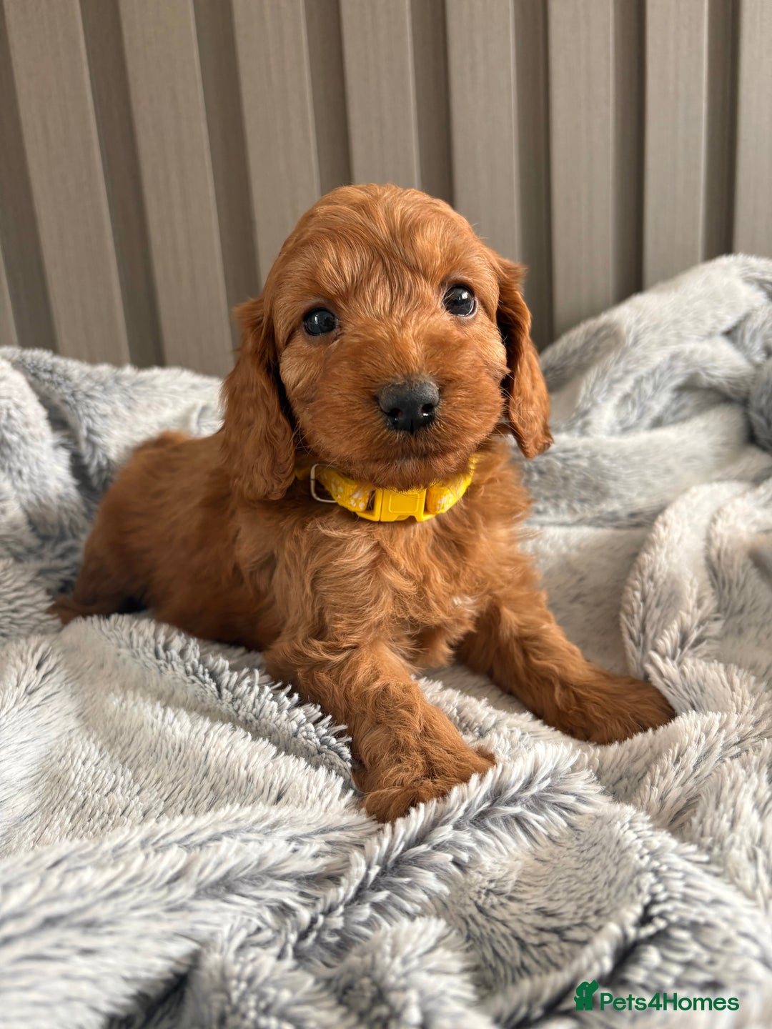 Cockapoo dogs for sale: Health Tested Fox Red Cockapoo  - Image 4