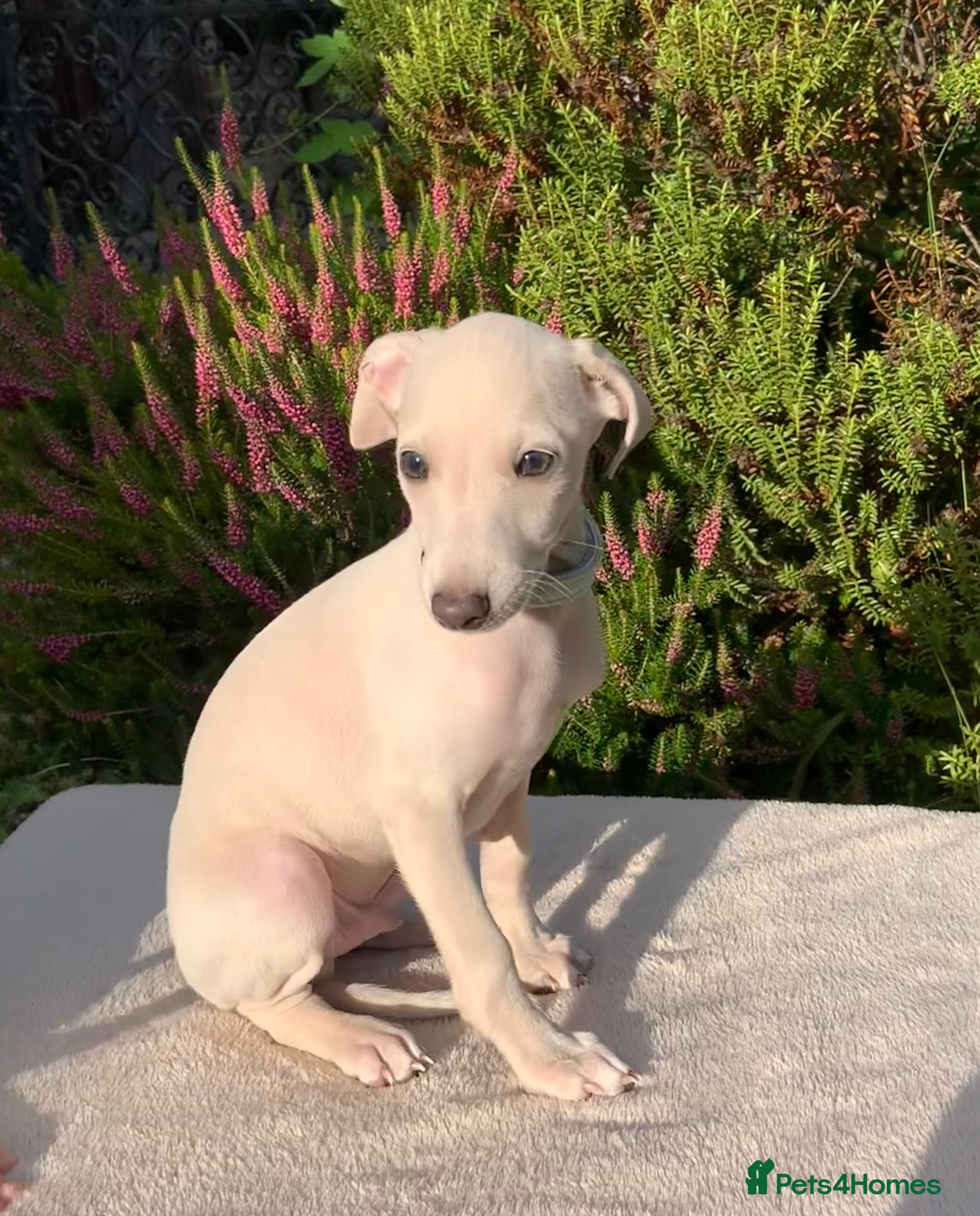 Italian Greyhound dogs KC Italian greyhound puppies East. Europ lineage - Advert 20