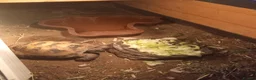 Tortoise reptiles for sale: Horsefeild tortoise in Motherwell - Advert 2