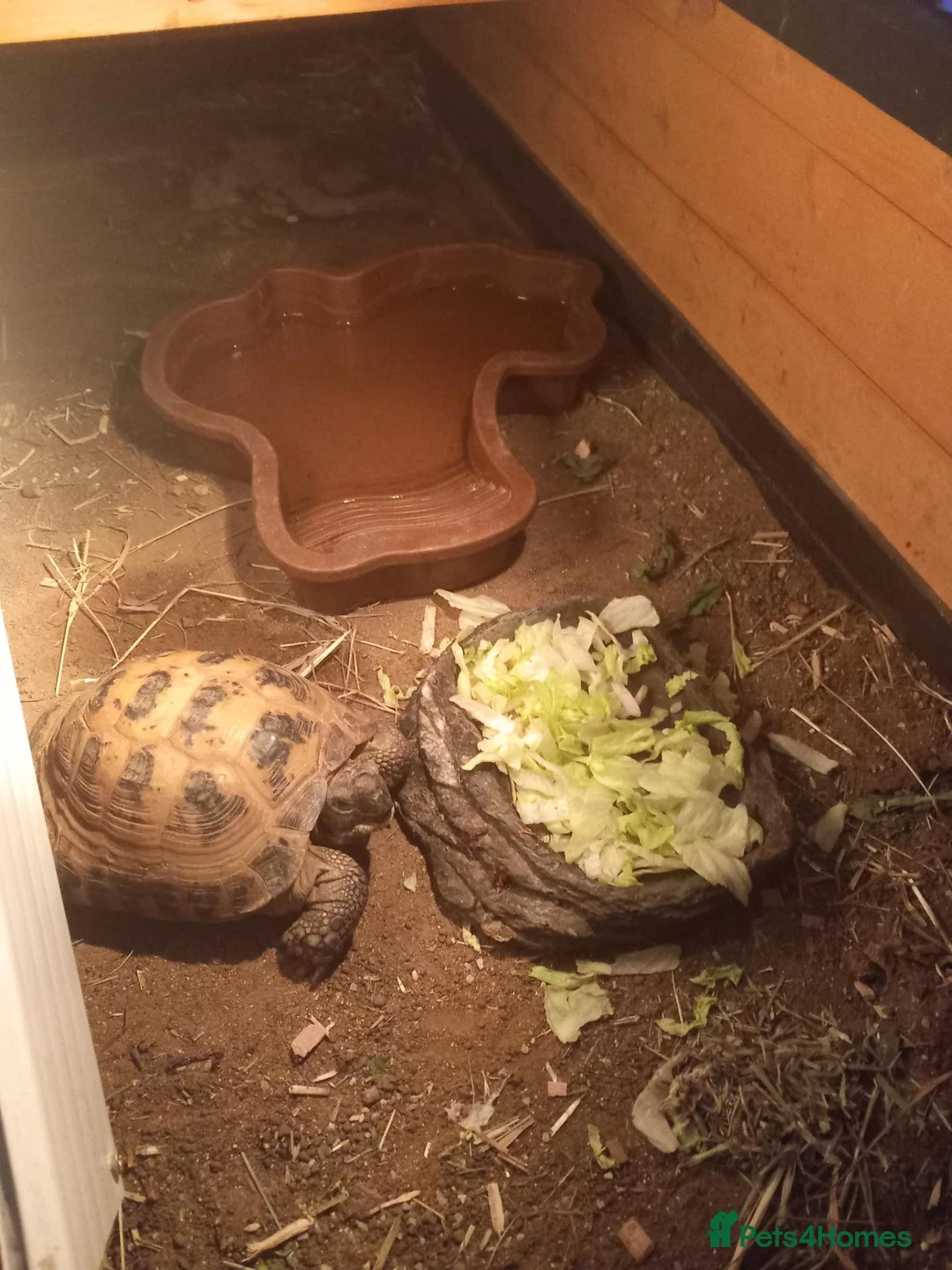 Tortoise reptiles for sale: Horsefeild tortoise in Motherwell - Advert 2