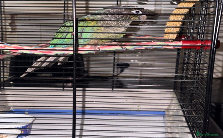 Conures birds - Advert 1