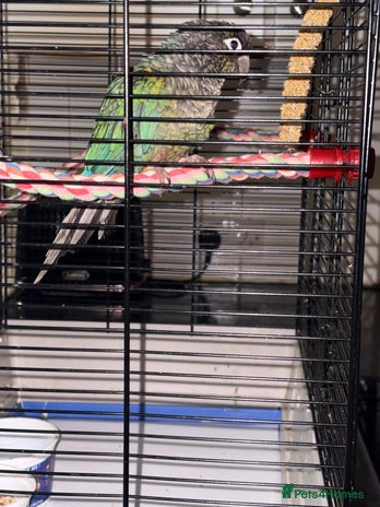 Conures birds - Advert 1