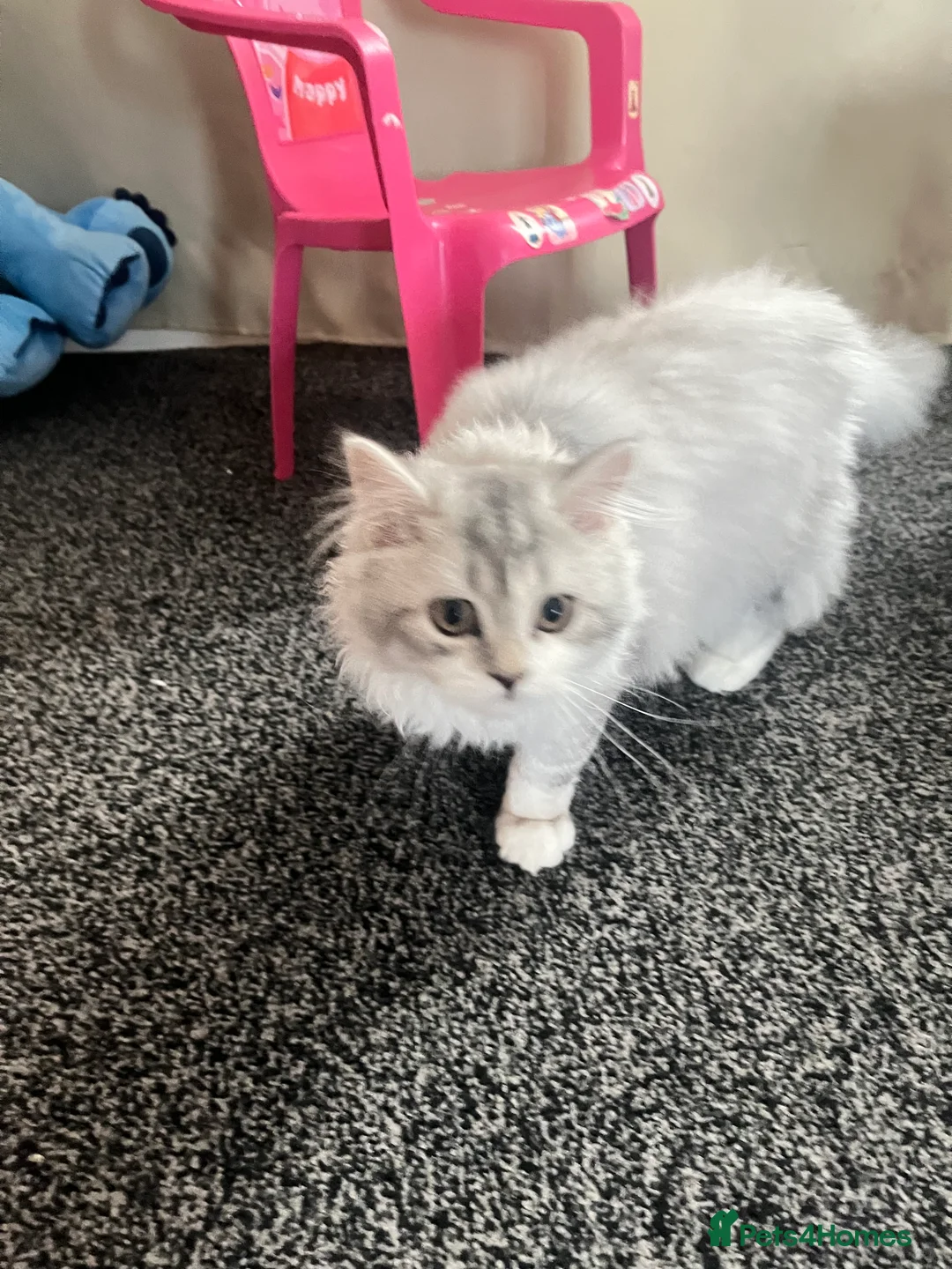 Scottish Fold cats for sale: Jorek  in Alness - Advert 1