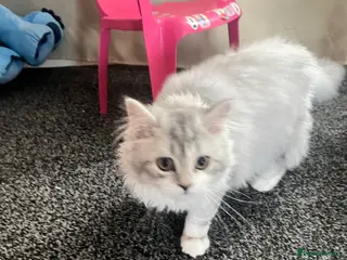 Scottish Fold cats Jorek - Advert 4