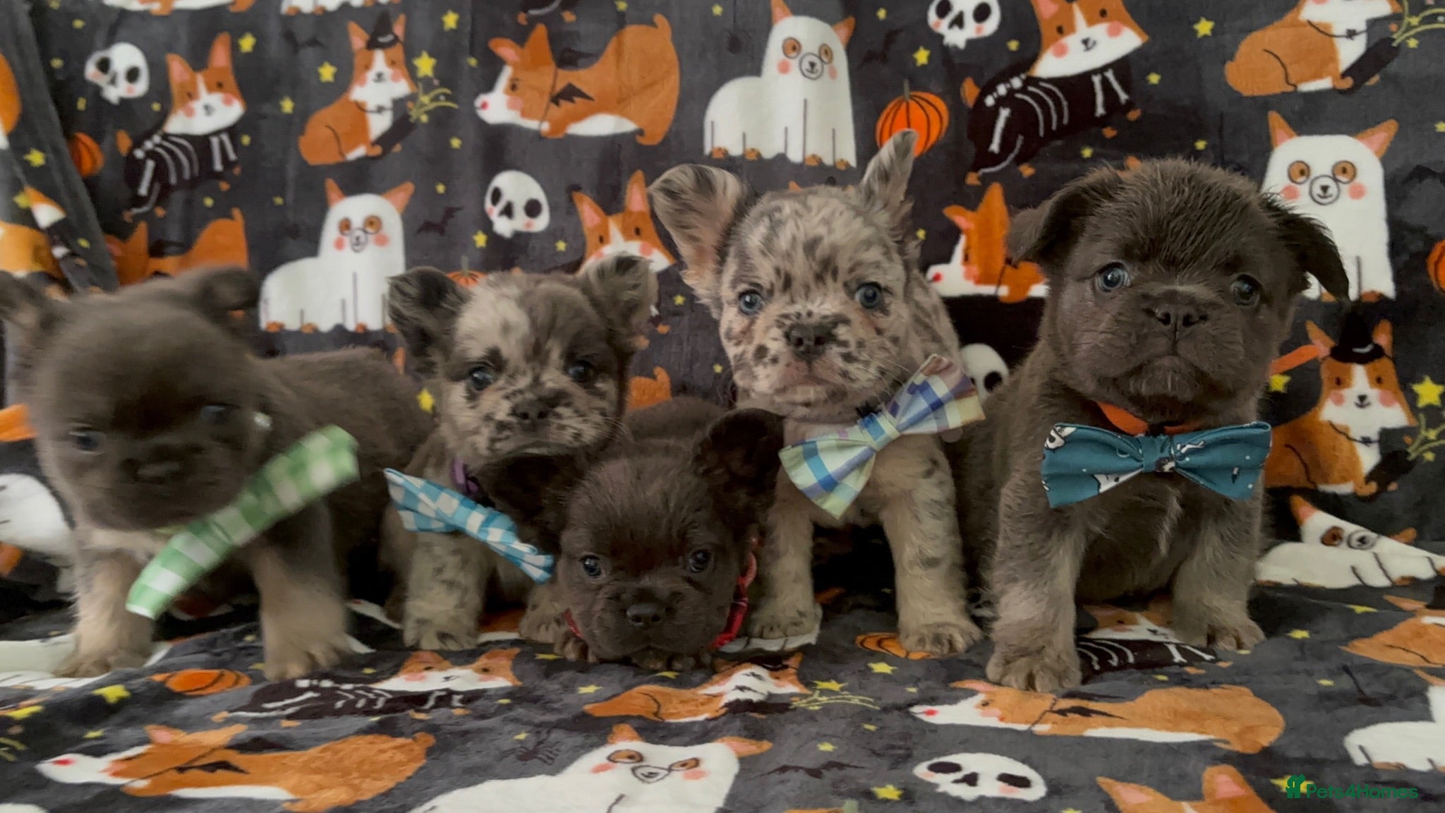 French Bulldog dogs Super fluffy frenchies - Advert 2
