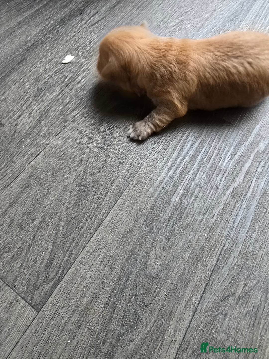 Morkie dogs for sale: Morkie puppies for sale - Image 6