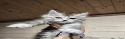 Maine Coon cats for sale: Maine coon kittens  - Advert 15