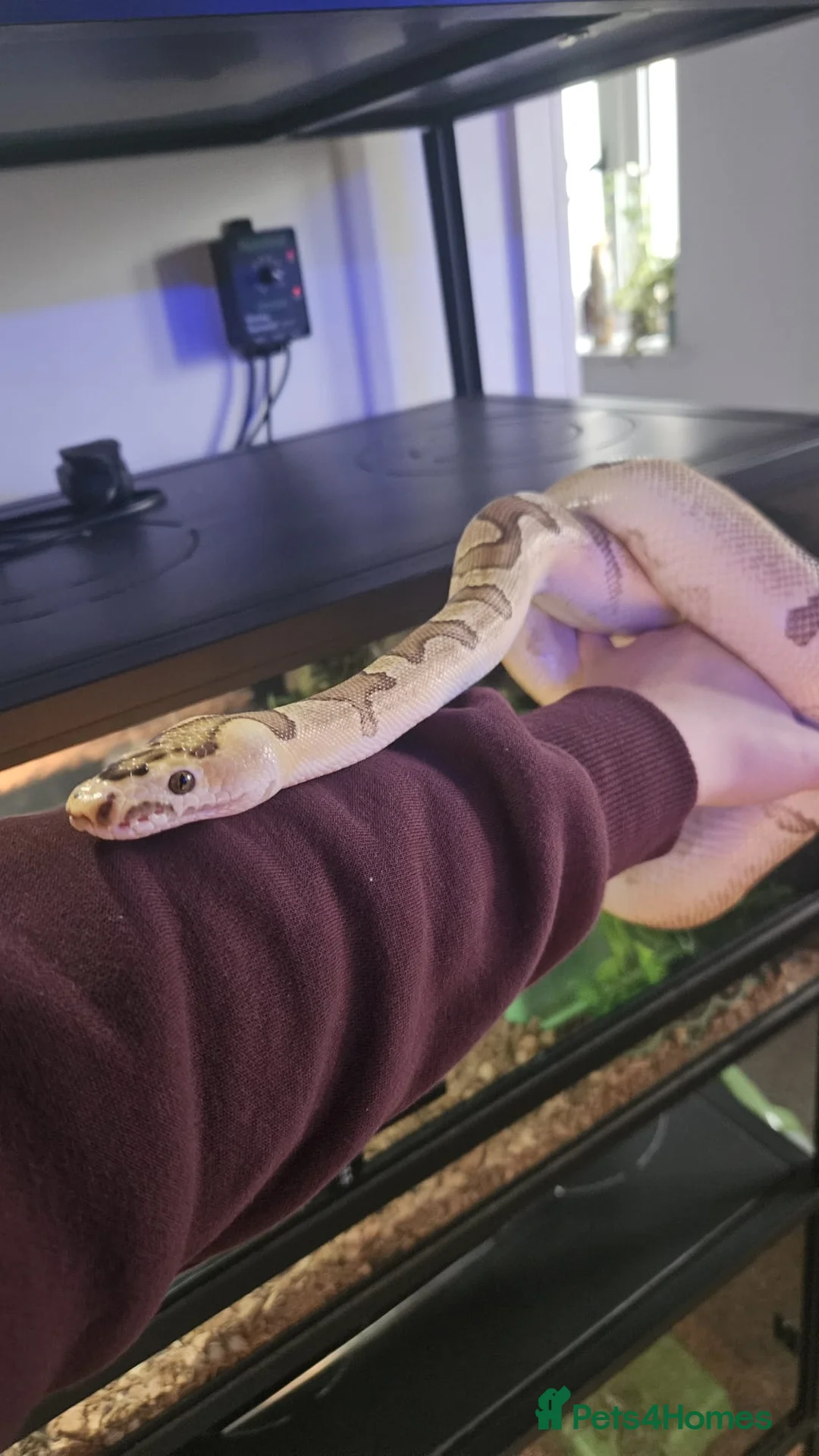 Python Snake reptiles for sale: Royal Python Fire Enchi Clown Male 2022 - Advert 2
