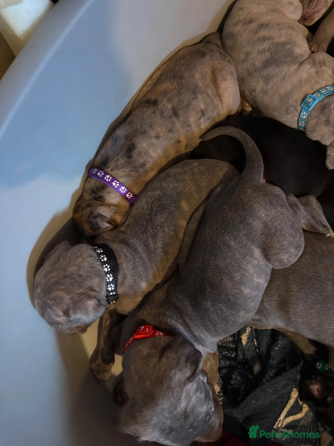 Mastiff dogs for sale: mastiff hybrid  - Advert 5