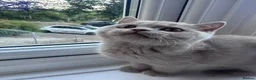 British Shorthair cats for sale: British shorthair fawn girl GCCF register PET ONLY - Advert 7