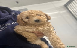 Miniature Poodle dogs for sale: Beautiful red miniature poodles  - Image 5