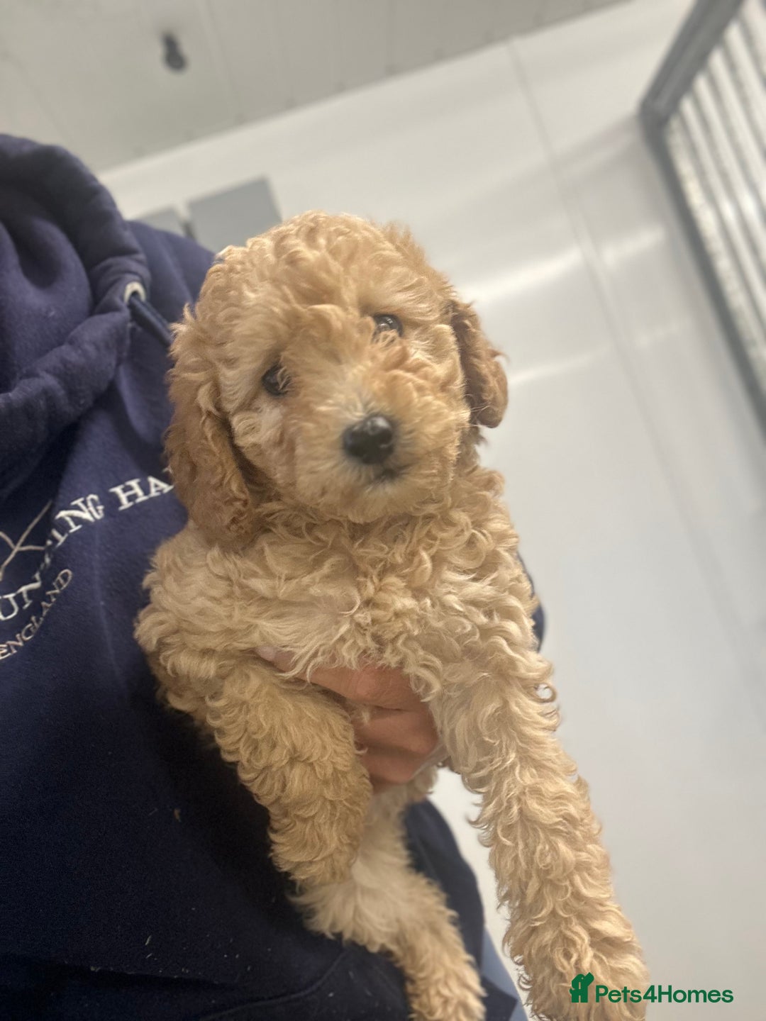 Miniature Poodle dogs for sale: Beautiful red miniature poodles  - Image 5