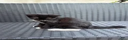 Mixed Breed cats for sale: cute black and white female kitten in London - Advert 5