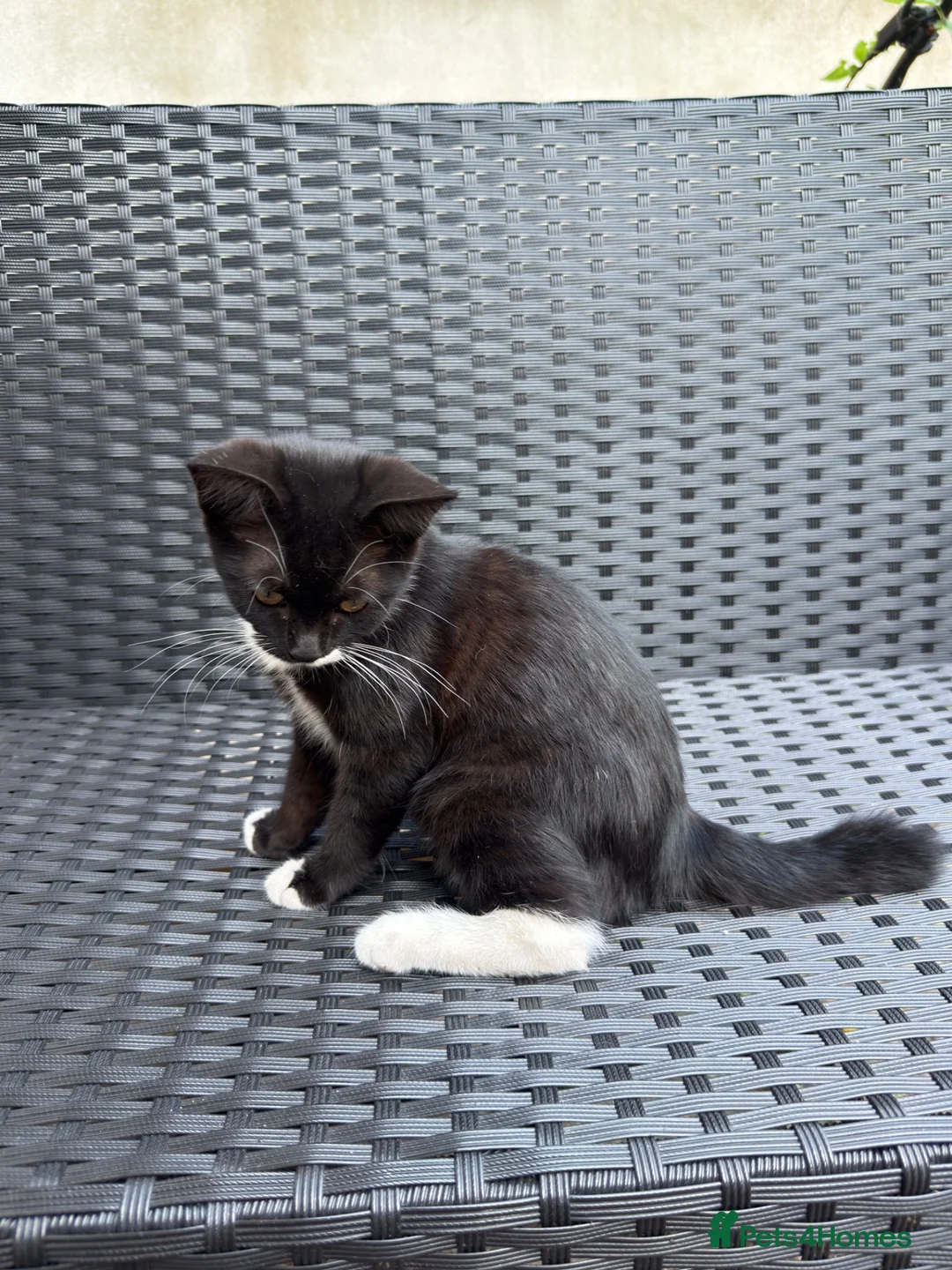 Mixed Breed cats for sale: cute black and white female kitten in London - Advert 5
