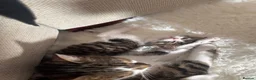Mixed Breed cats for sale: 8 week old tabby kitten for sale in Northampton - Advert 3