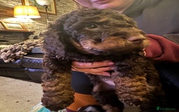 Cockapoo dogs for sale: F2 Cockapoo Puppies - Image 11