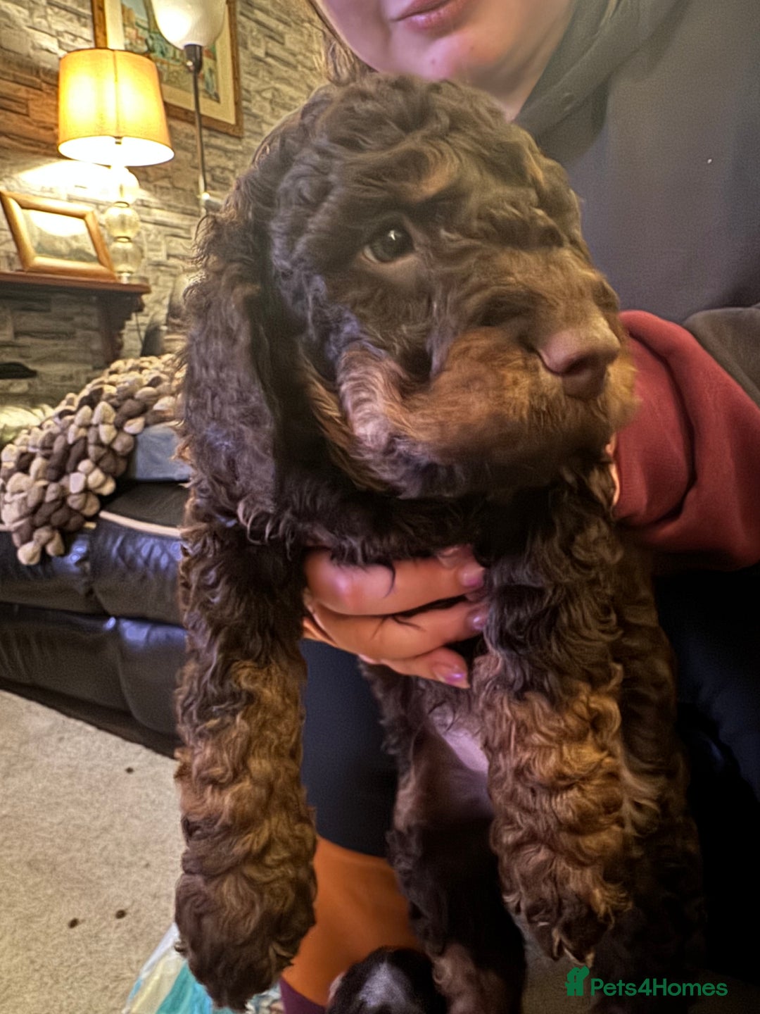 Cockapoo dogs for sale: F2 Cockapoo Puppies - Image 11