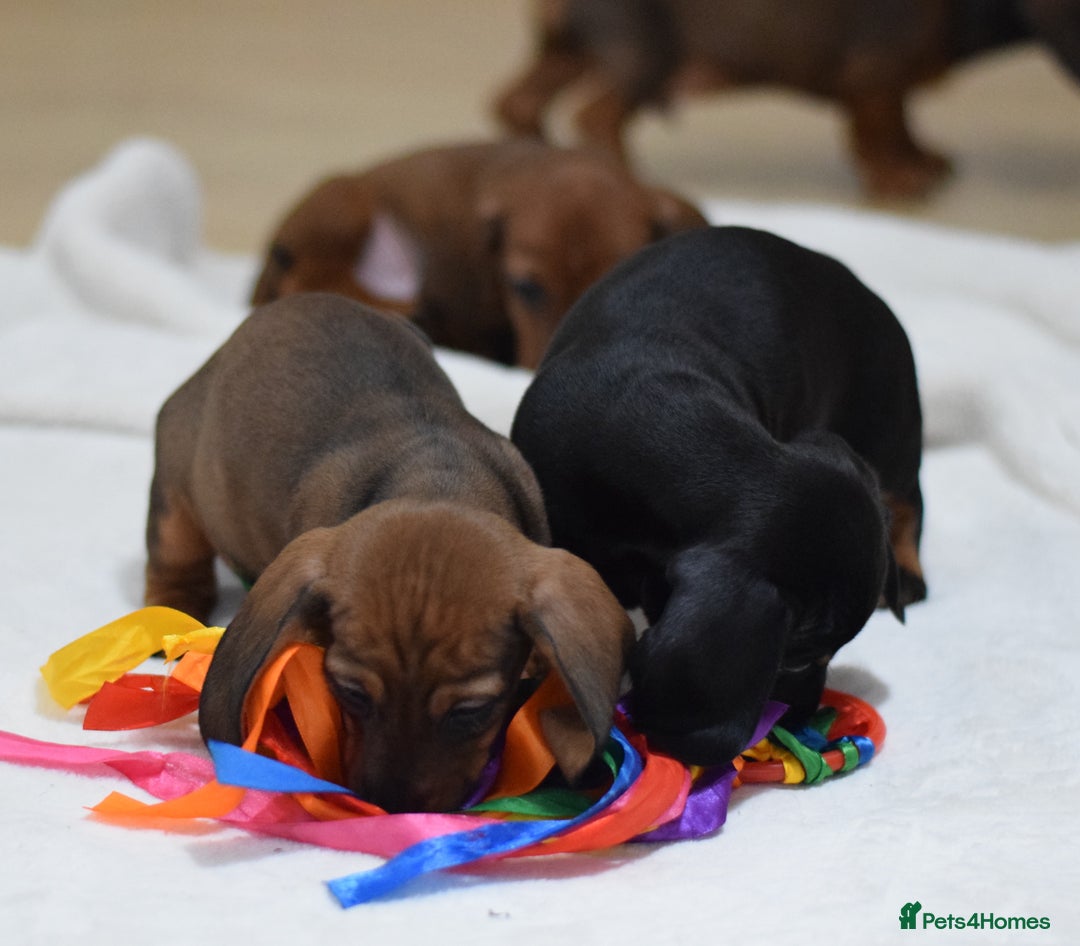 Miniature Dachshund dogs for sale: 🌟Gorgeous Miniature Dachshunds🌟 - Advert 15