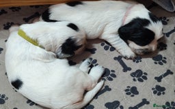 Sprocker dogs for sale: STRIKING SPROCKER SPANIEL PUPPIES  - Image 8