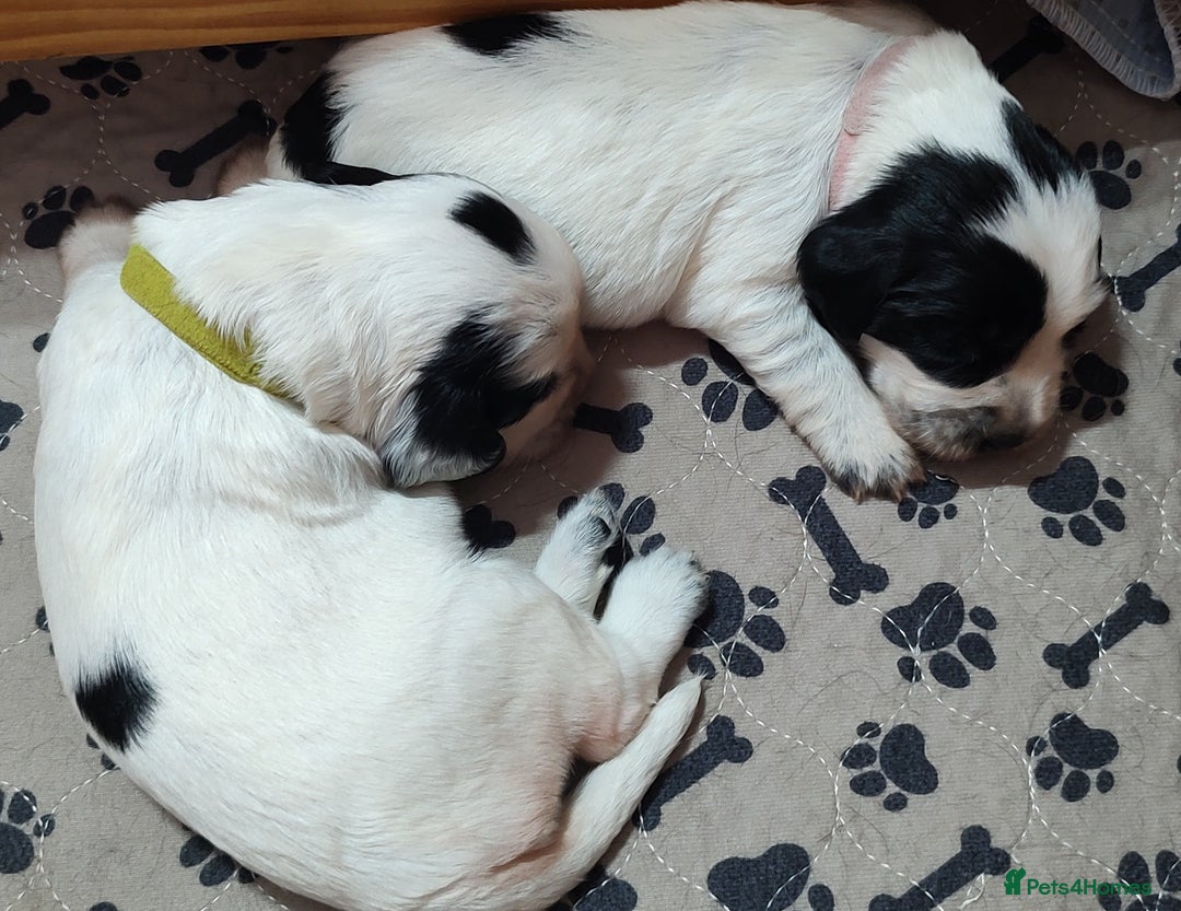 Sprocker dogs for sale: STRIKING SPROCKER SPANIEL PUPPIES  - Image 8