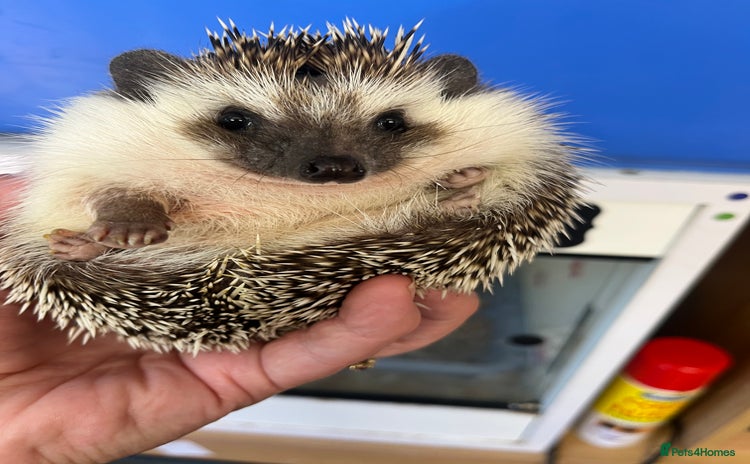 Pygmy Hedgehog rodents - Advert 5
