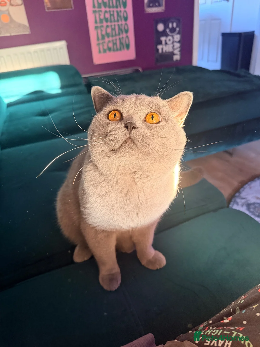 British Shorthair cats for stud: ✨ BSH Blue Carrier of Cinnamon and Fawn 🐾👑 - Advert 1