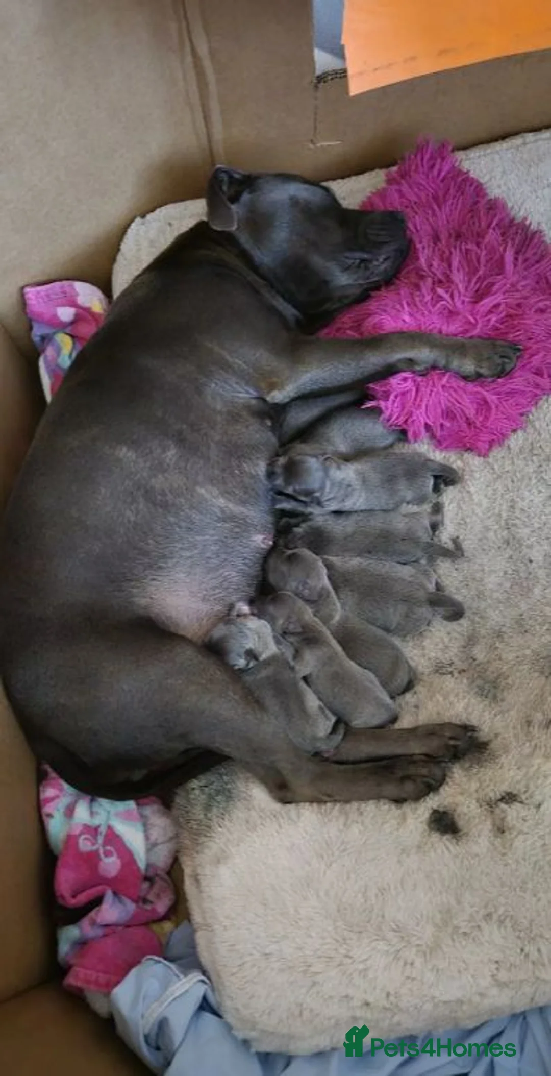 Staffordshire Bull Terrier dogs for sale: kskdalq Chunky staffy pups girls/boys in Chippenham - Advert 8