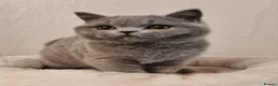British Shorthair cats for sale: Stunning British Shorthair & Longhair Kittens  - Advert 12