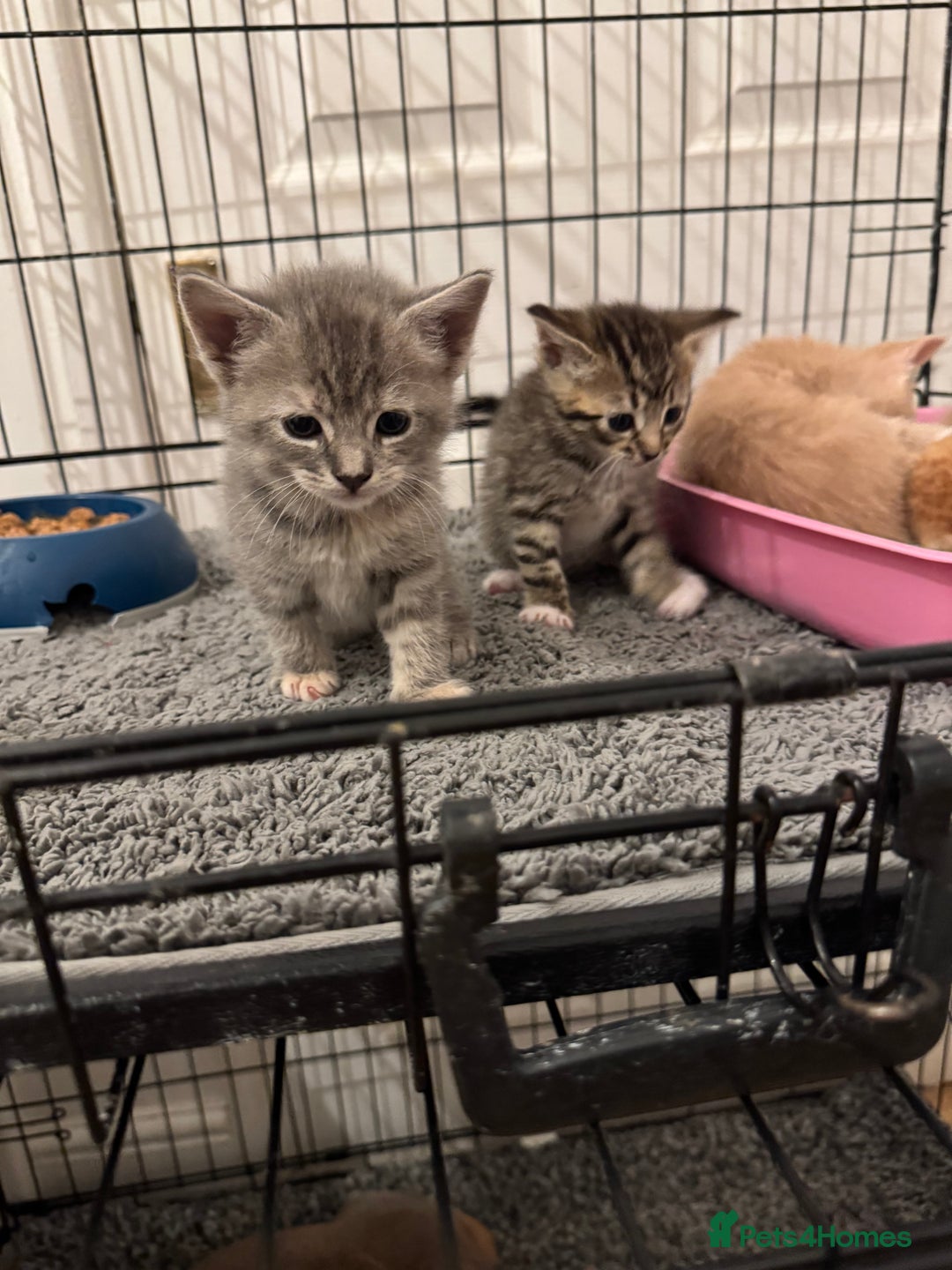 American Shorthair cats for sale: 4 stunning bsh x American short kittens avail - Image 2