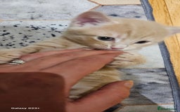 Mixed Breed cats for sale: 5 Bengal x Kittens–Glitter Coats,Beautiful Colours - Advert 24