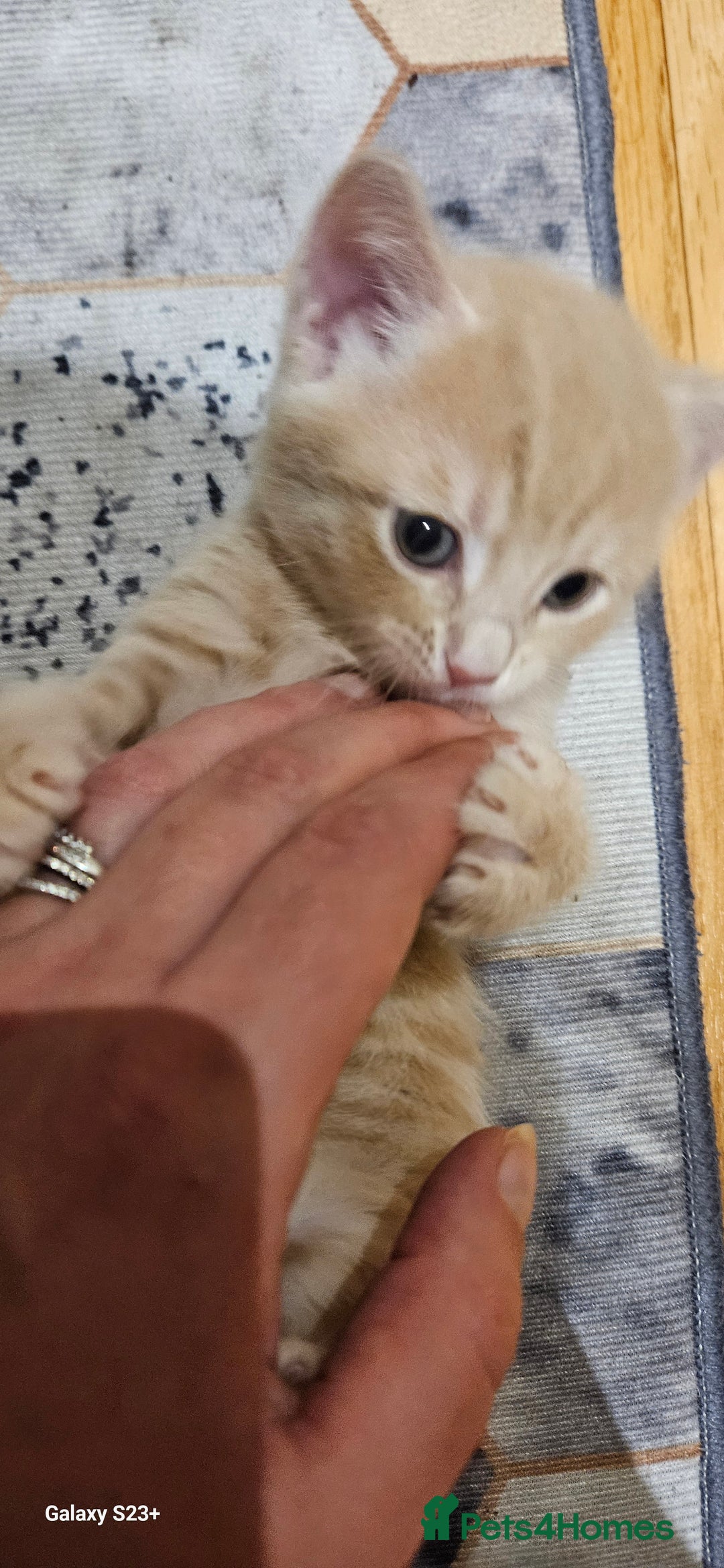 Mixed Breed cats for sale: 5 Bengal x Kittens–Glitter Coats,Beautiful Colours - Advert 24