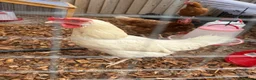 Chickens poultry for sale: Chicken set up, hens and coop/house  - Advert 3
