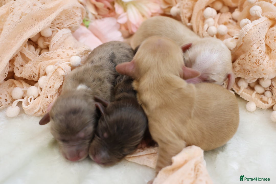 Miniature Dachshund dogs for sale: KC Longhair Miniature Dachshund Puppies - Advert 6